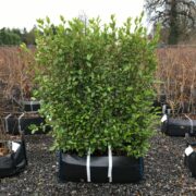 Easy to plant Instant Hedge