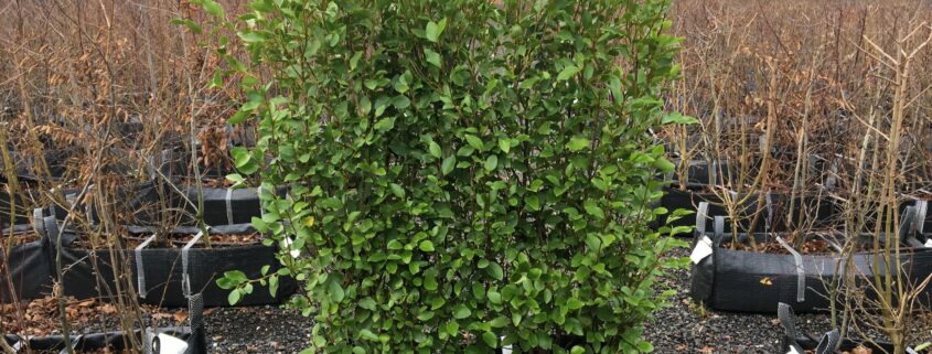 Easy to plant Instant Hedge