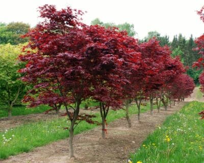 Acer palmatum