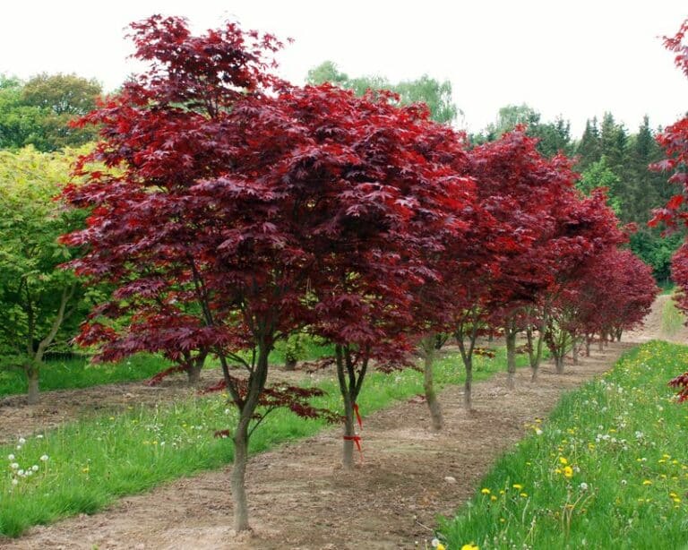 Acer palmatum Fireglow - Practicality Brown