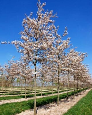 Amelanchier lamarckii