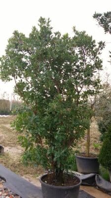 Arbutus Unedo