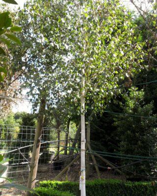 Betula utilis