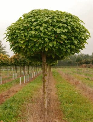 Catalpa bignonioides Nana