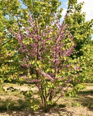 Cercis siliquastrum