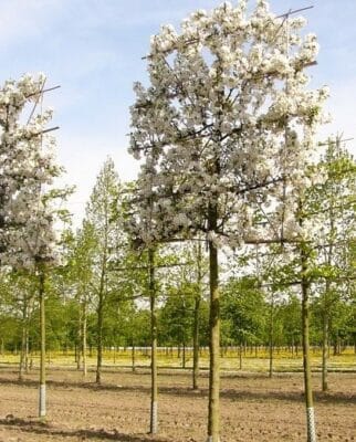 Malus Evereste Pleached