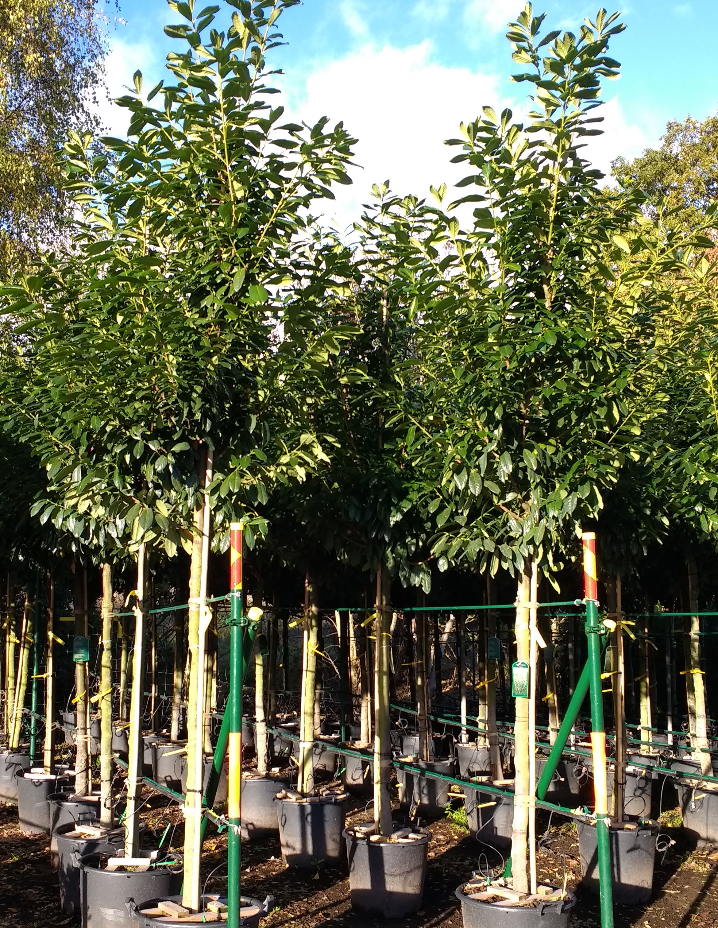 Columnar Trees For Small Gardens Uk | Fasci Garden