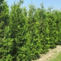 Top 10 Screening Trees for privacy in your garden | Practicality Brown