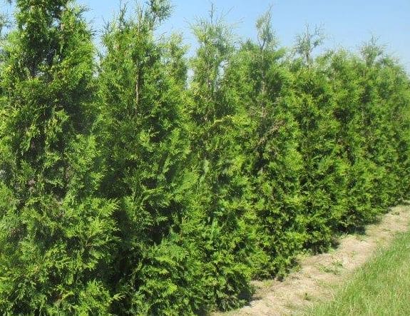 Thuja occidentalis Brabant - Practicality Brown