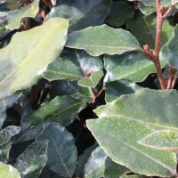 Top 5 Hedges for Screening & Privacy - Practicality Brown