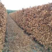 Instant Beech Hedge mature and ready-grown