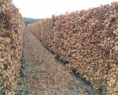 Beech Instant Hedge Available Now - Practicality Brown