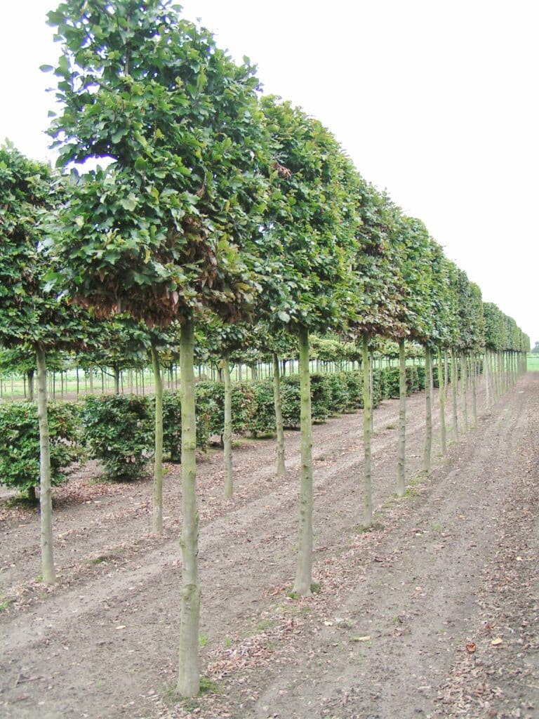 Best Pleached Trees (Our Top 5 trees we recommend) - Practicality Brown