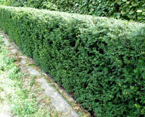 UK Grown Instant Hedges - Practicality Brown