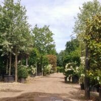 Tree Nursery in Iver, Buckinghamshire