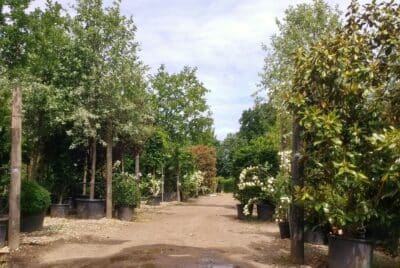 Tree Nursery in Iver, Buckinghamshire