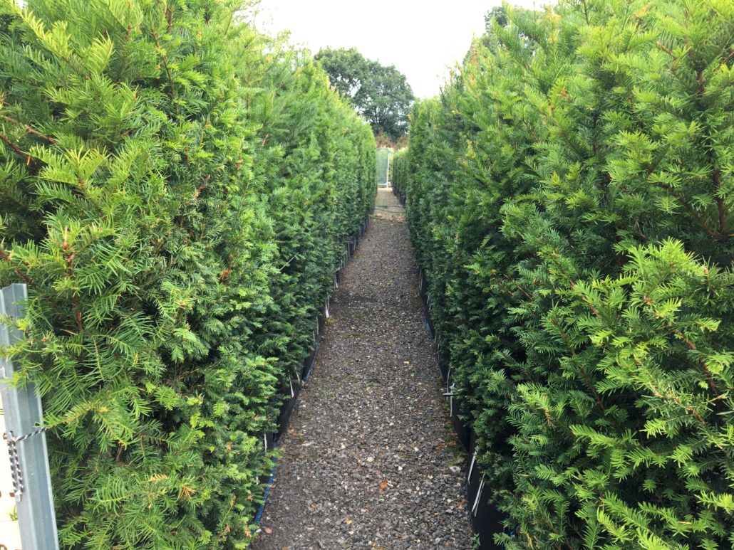 What Does A Yew Tree Look Like