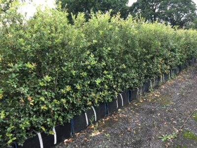 Quercus ilex hedging