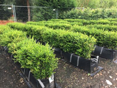 Buxus sempervirens hedging