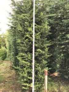 Clearance Trees Leylandii Gold