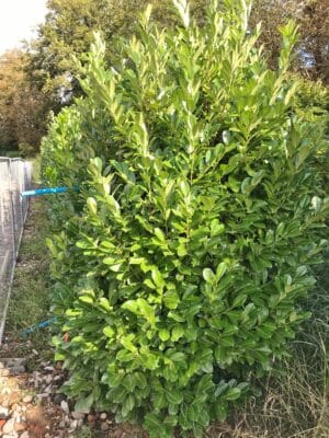 Clearance Trees Cherry Laurel