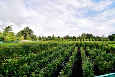 Practical Instant Hedge growing in Iver