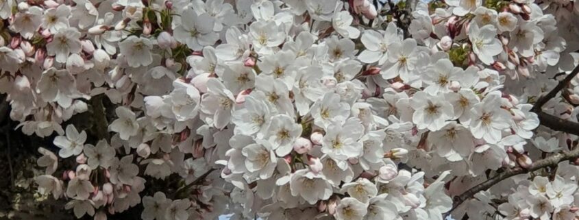 Flowering Cherry Blossom tree