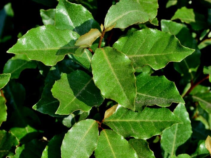 Elaeagnus Instant Hedge