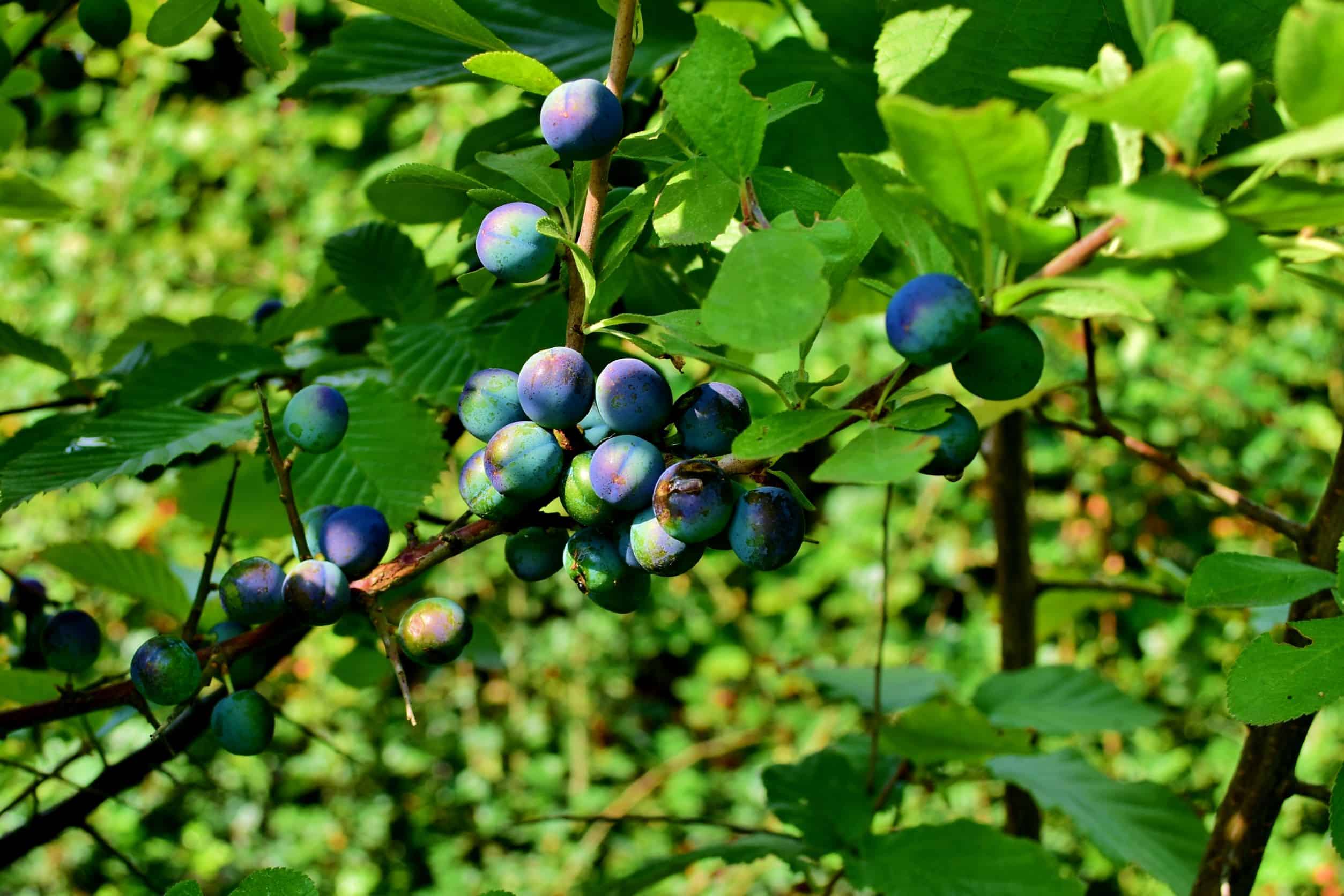 Native Mix Instant Hedge