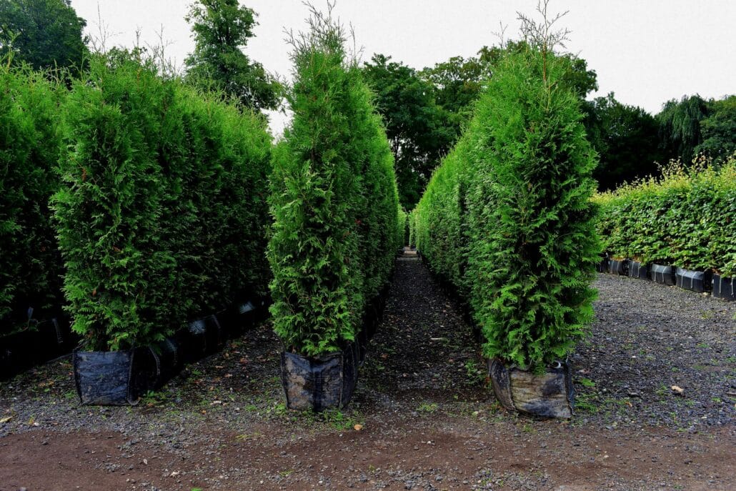 Practicality Brown | White Cedar Instant Hedge