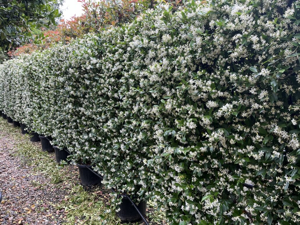 Star Jasmine evergreen screen is a good way to block out unwanted sights