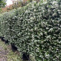 Row of Trachelospermum espalier screens in full flower on the nursery.