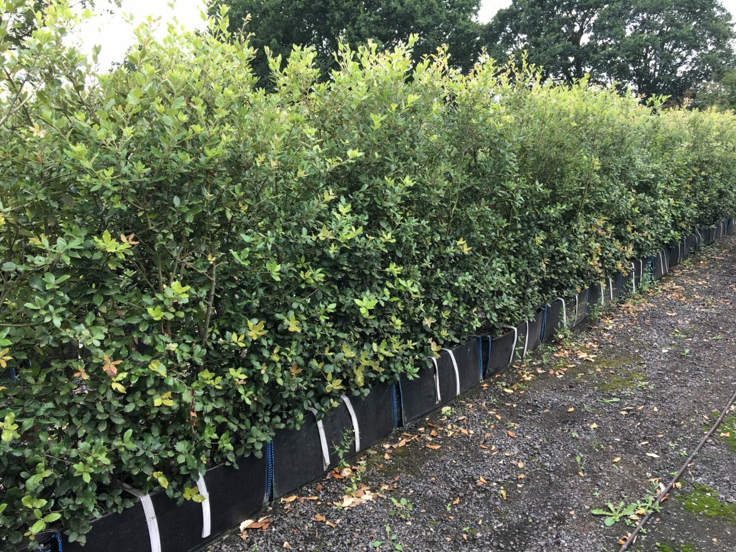 Holm Oak Instant Hedge - Quercus ilex mature hedging | Practicality Brown