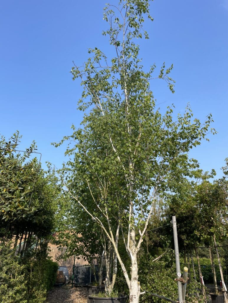 Betula utilis jacquemontii (West Himalayan Birch) Practicality Brown