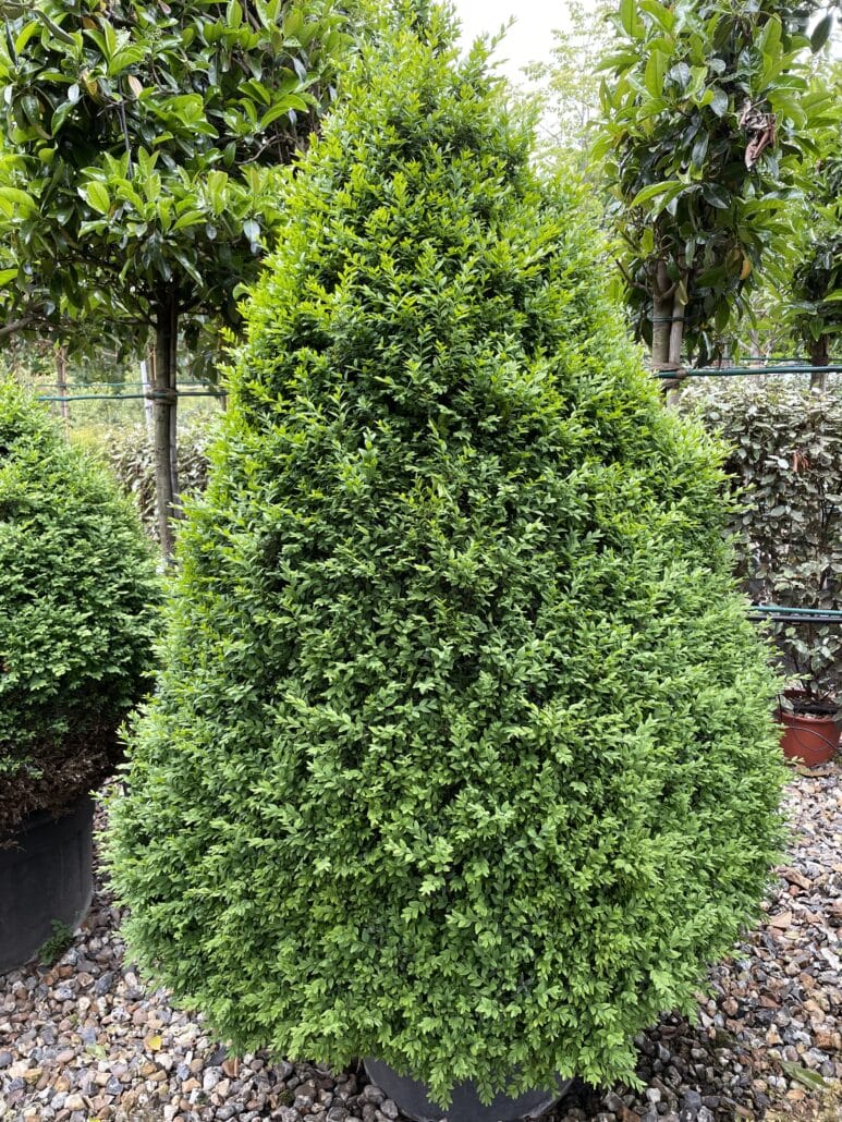 Buxus sempervirens (Common Box) Practicality Brown