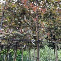 Pleached Photinia Pink Marble tree shown growing on the nursery