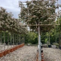 Photinia Red Robin