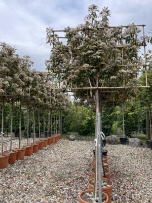 Photinia Red Robin