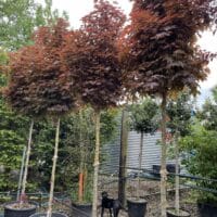 Acer Crimson Sentry standard trees in containers on our nursery.