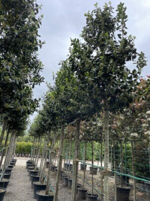 Row of Ilex 'Nellie R. Stevens' on the nursery.