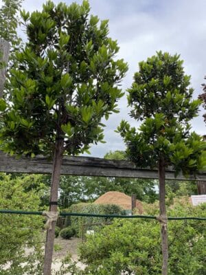 Killarney Strawberry Tree