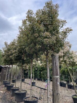 Photinia Red Robin is an attractive evergreen screening tree