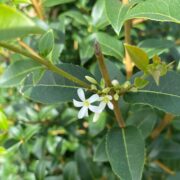 Osmanthus burkwoodii Instant Hedge, closeup of flower and foliage