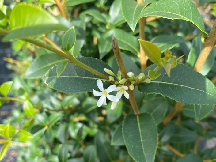 Osmanthus burkwoodii Instant Hedge, closeup of flower and foliage