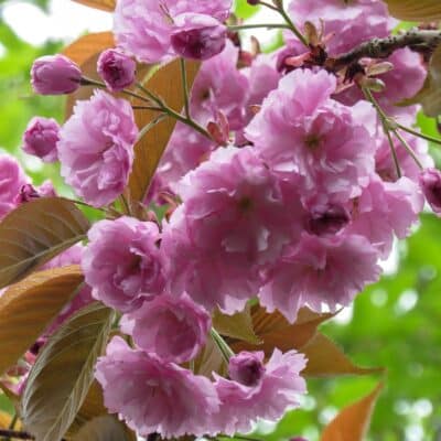 Profusion of pink flowers of kanzan cherry bloosom