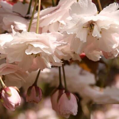 Late flowering double white flowers, which gradually turn pink