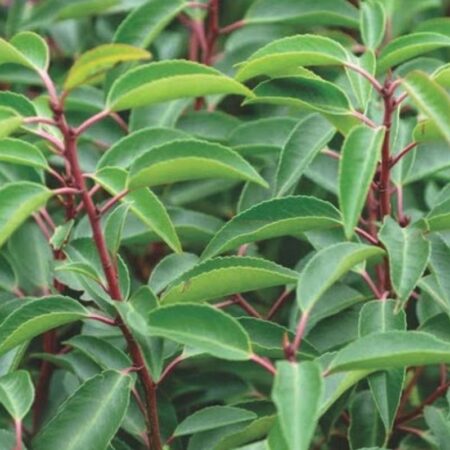 Prunus lusitanica 'Brenelia' closeup of the red stems and green foliage