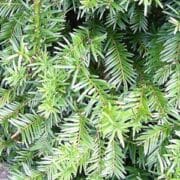 Closeup of Yew or Taxus baccata foliage