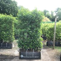 1.8m high Portuguese Laurel