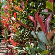 Photinia x fraseri 'Red Robin' bright red new leaf growth
